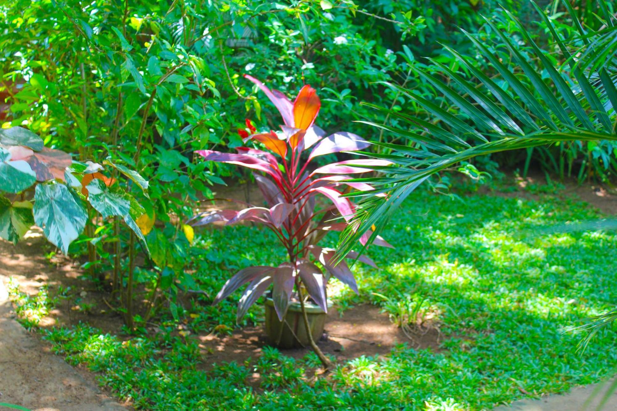 Sunrise Cottage Sigiriya Bagian luar foto